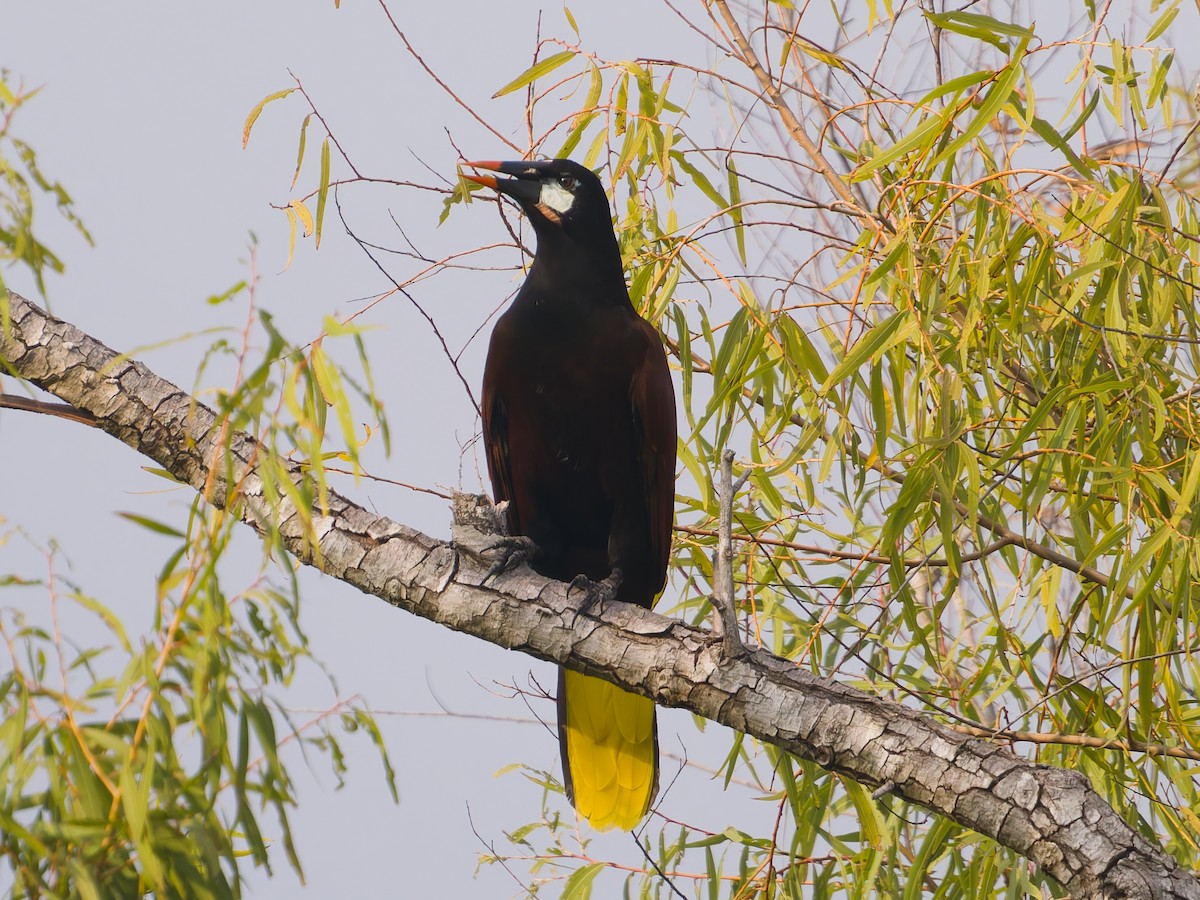 Cassique de Montezuma - ML647258642