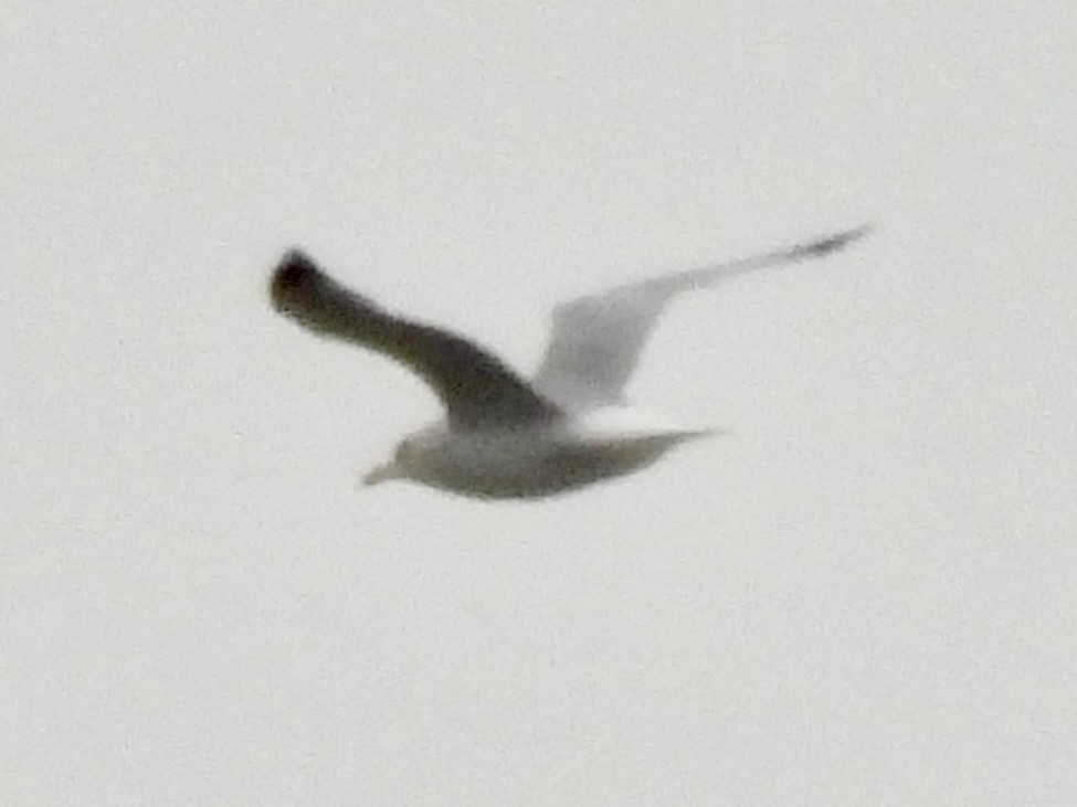 Goéland à bec cerclé - ML647258644