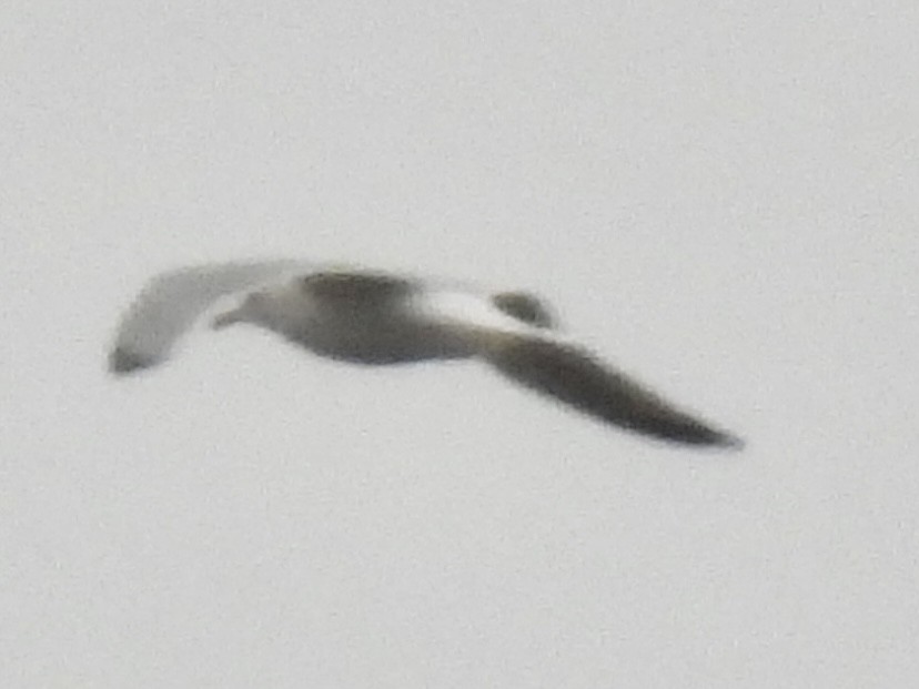 Goéland à bec cerclé - ML647258646