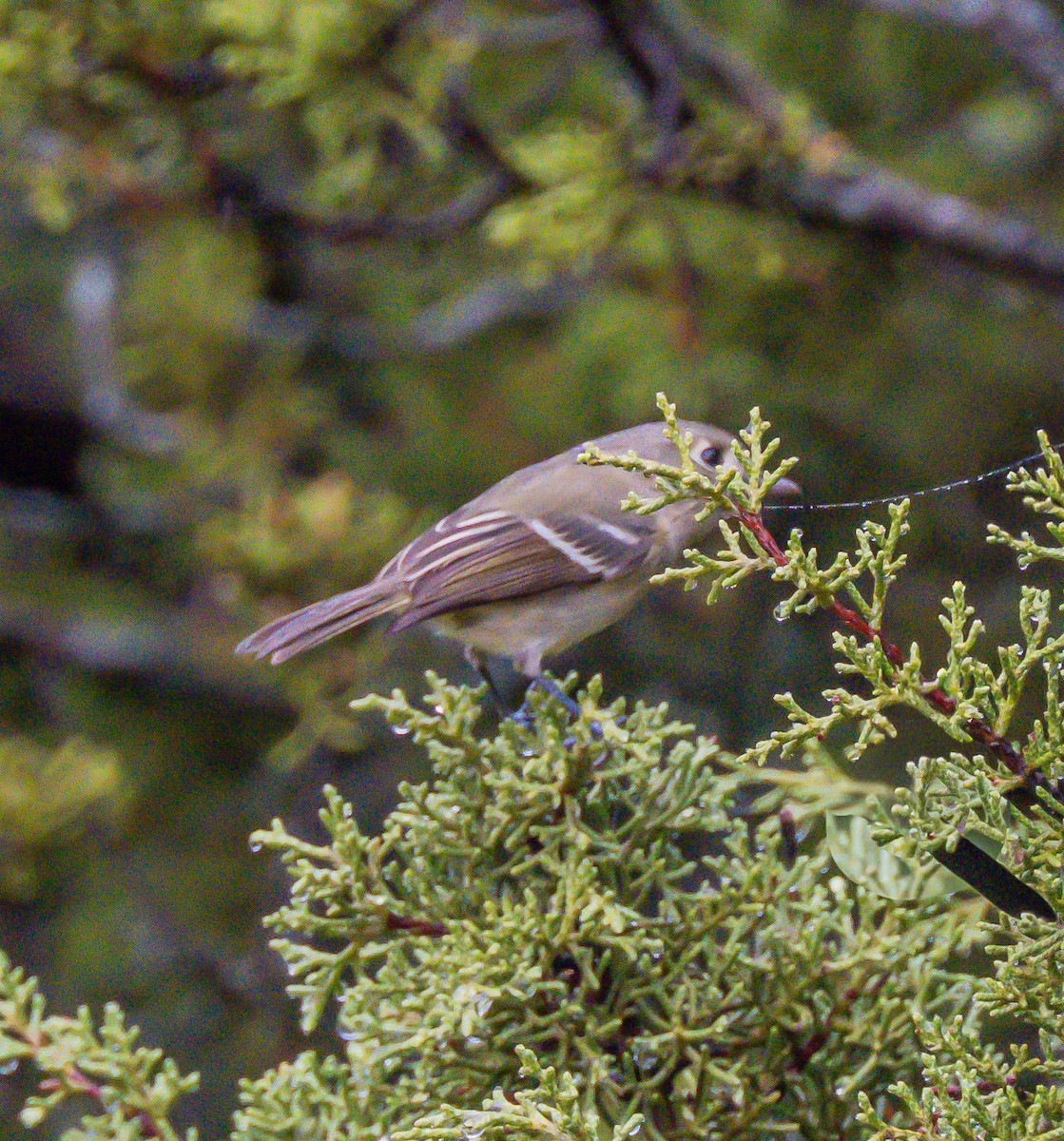 Viréo de Hutton - ML647258647