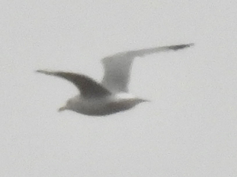 Goéland à bec cerclé - ML647258648