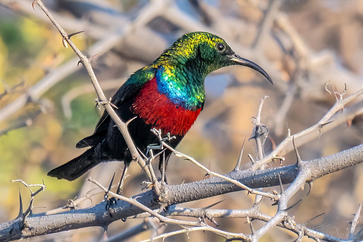 Souimanga du Marico - ML647258649