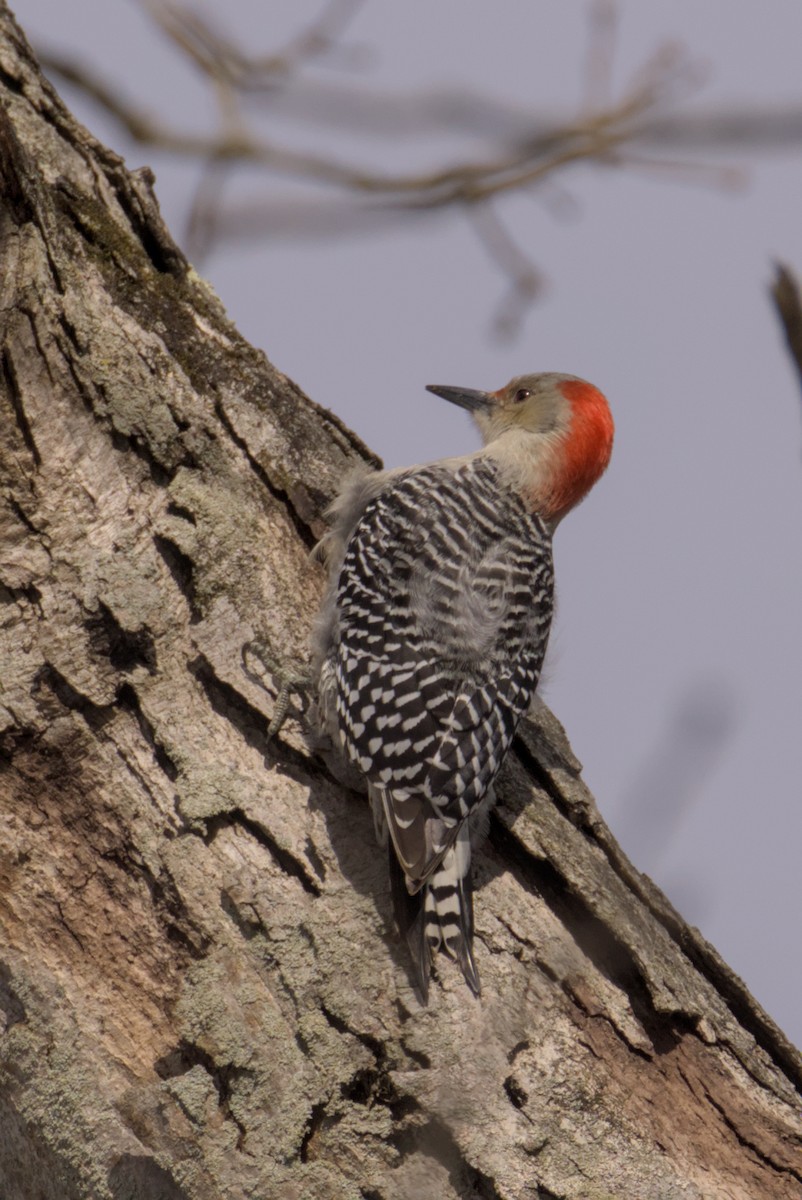 Pic à ventre roux - ML647258650