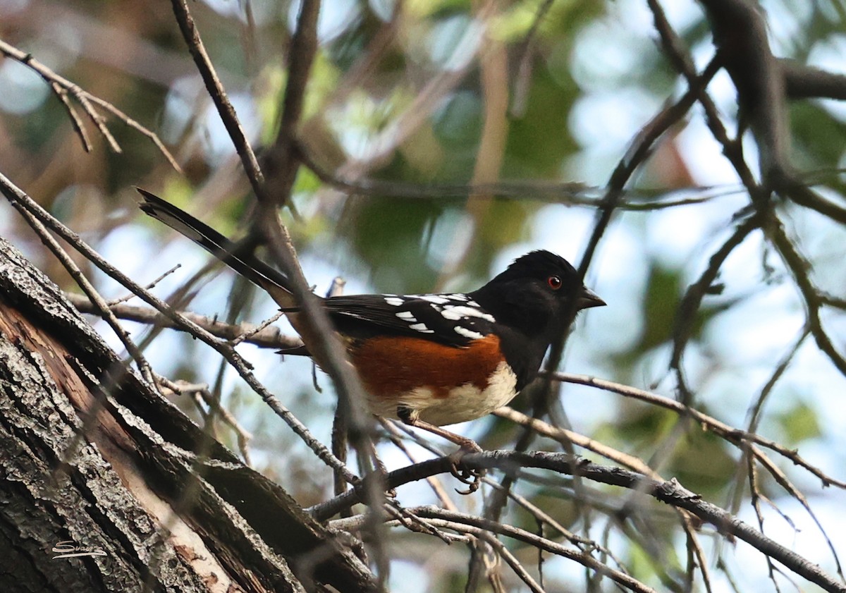 Tohi tacheté - ML647258651