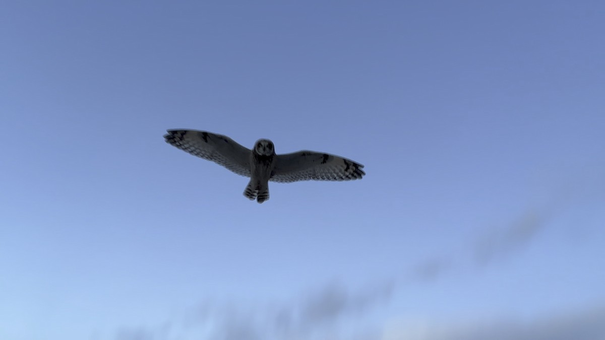 Hibou des marais - ML647258652