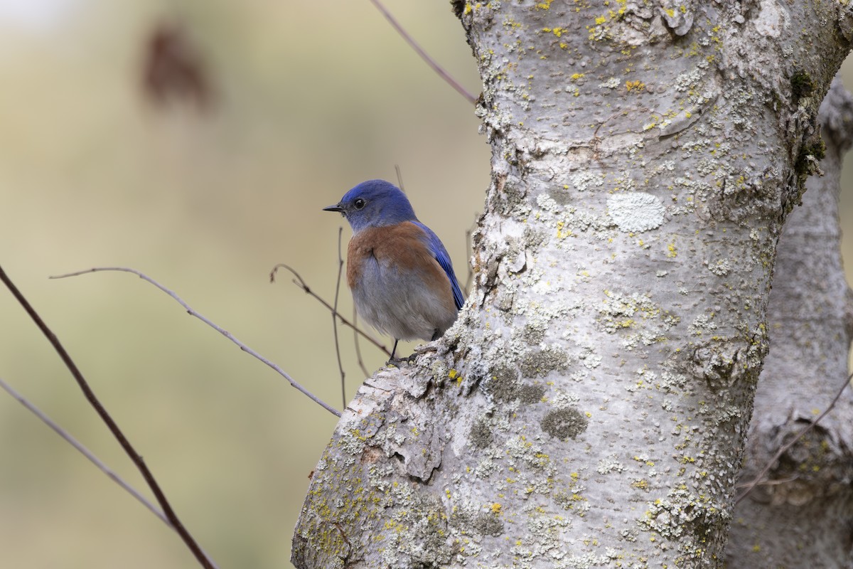 Merlebleu de l'Ouest - ML647258656