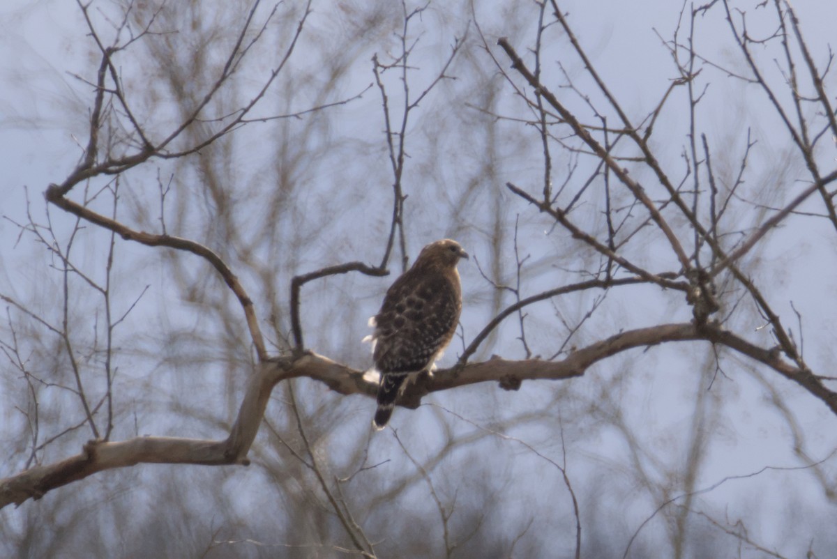 Buse à épaulettes - ML647258657