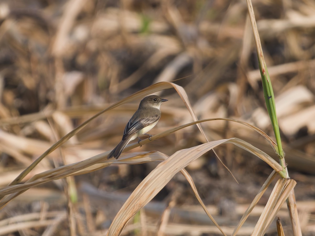 Moucherolle phébi - ML647258658