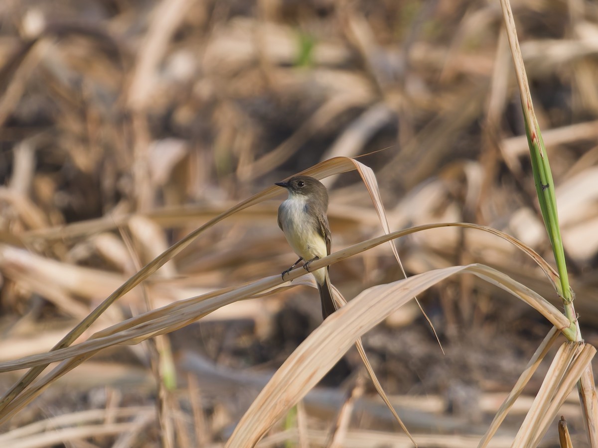 Moucherolle phébi - ML647258659