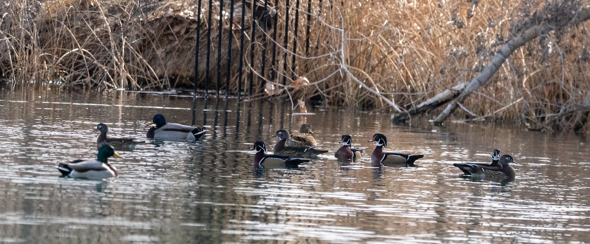 Canard branchu - ML647258660
