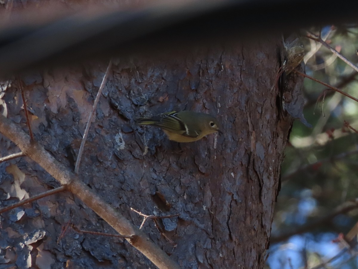 Roitelet à couronne rubis - ML647258662