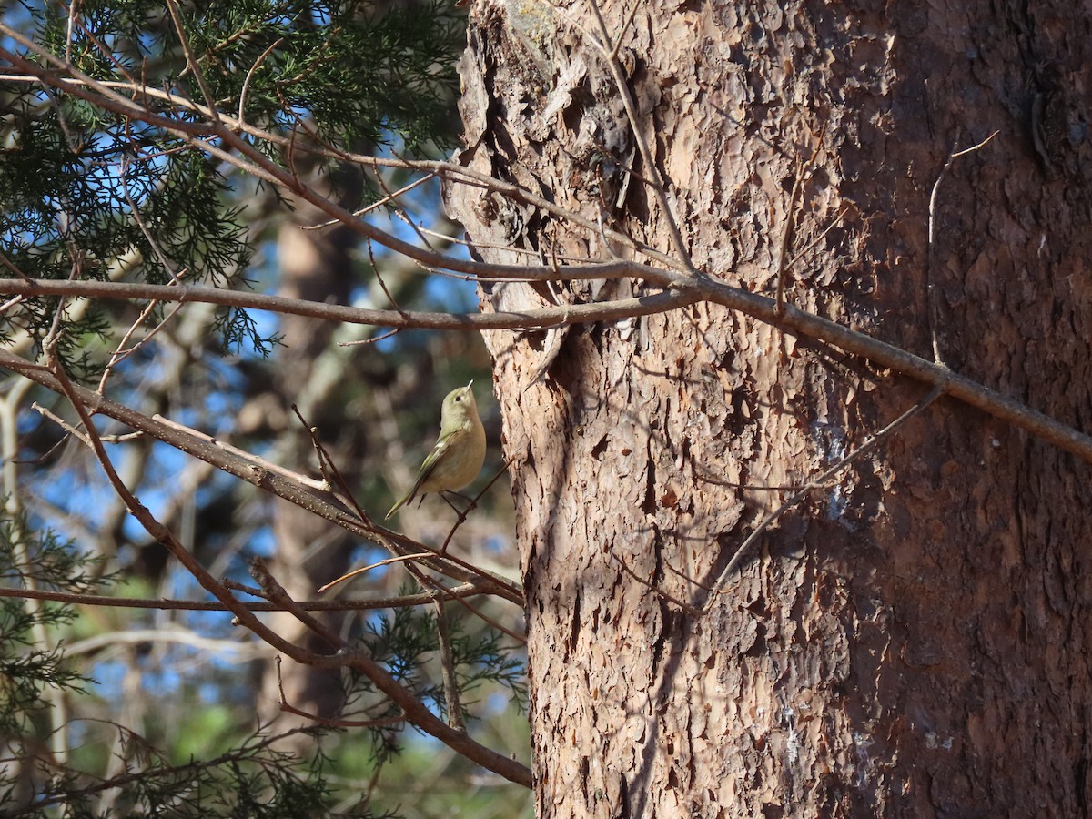 Ruby-crowned Kinglet - ML647258663