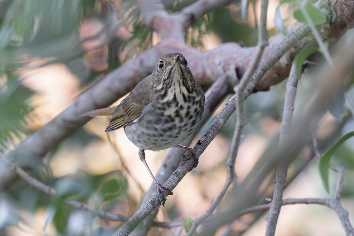 Grive solitaire - ML647258669