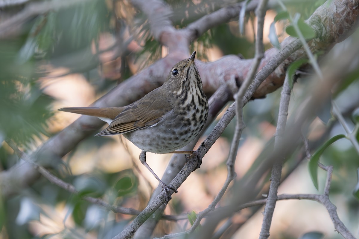 Grive solitaire - ML647258671