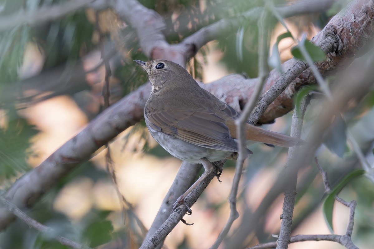 Grive solitaire - ML647258672