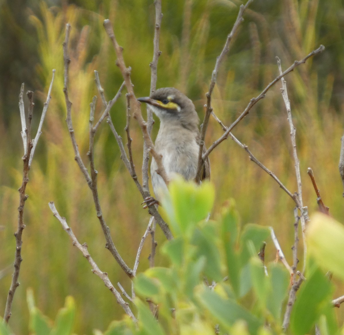 Méliphage à joues d'or - ML647258675
