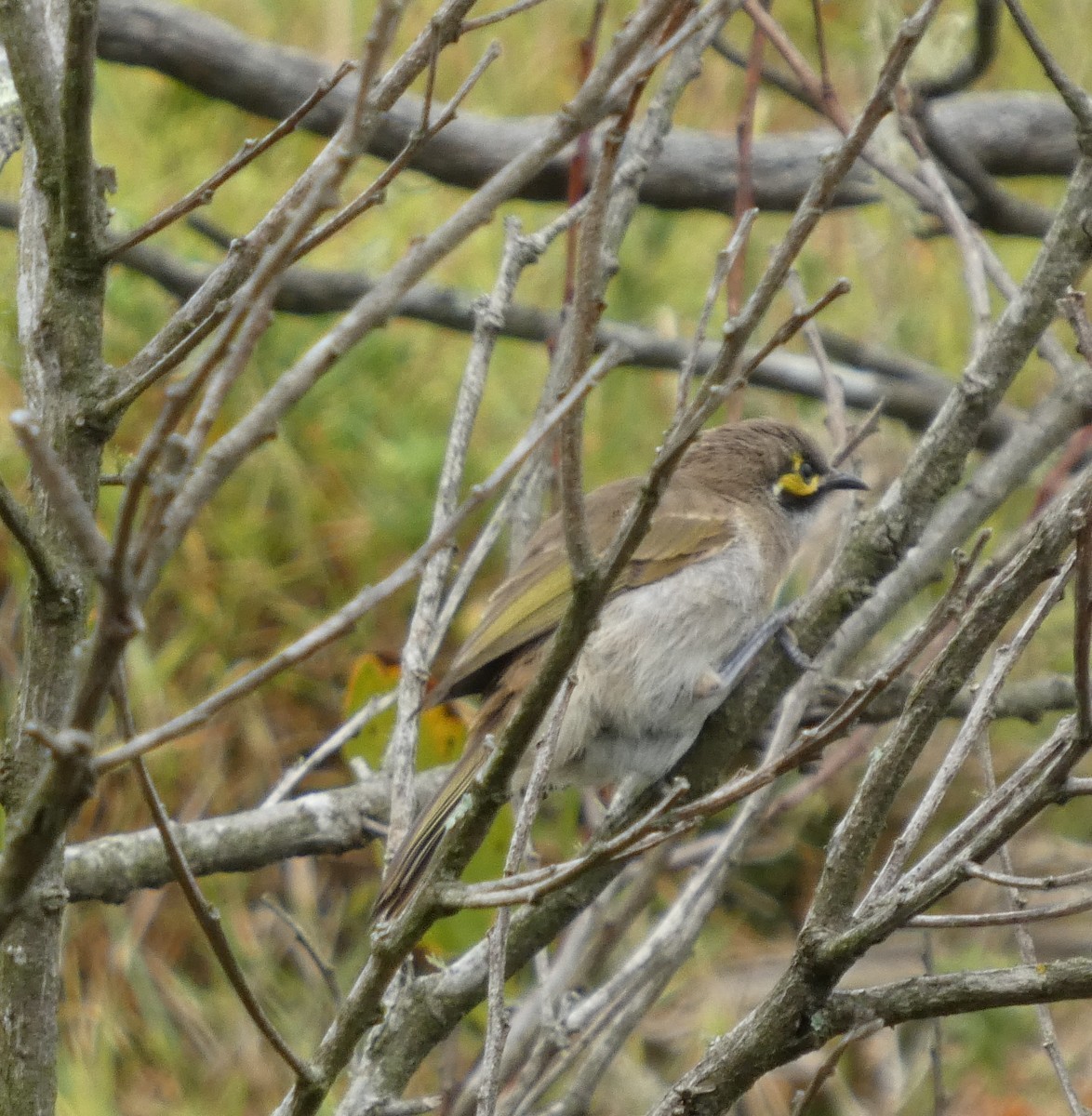 Méliphage à joues d'or - ML647258676