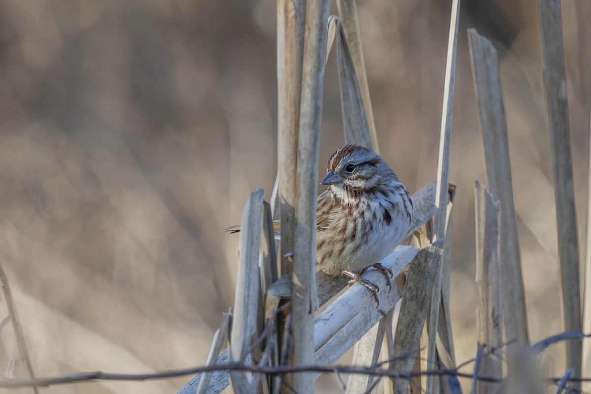Bruant chanteur - ML647258677