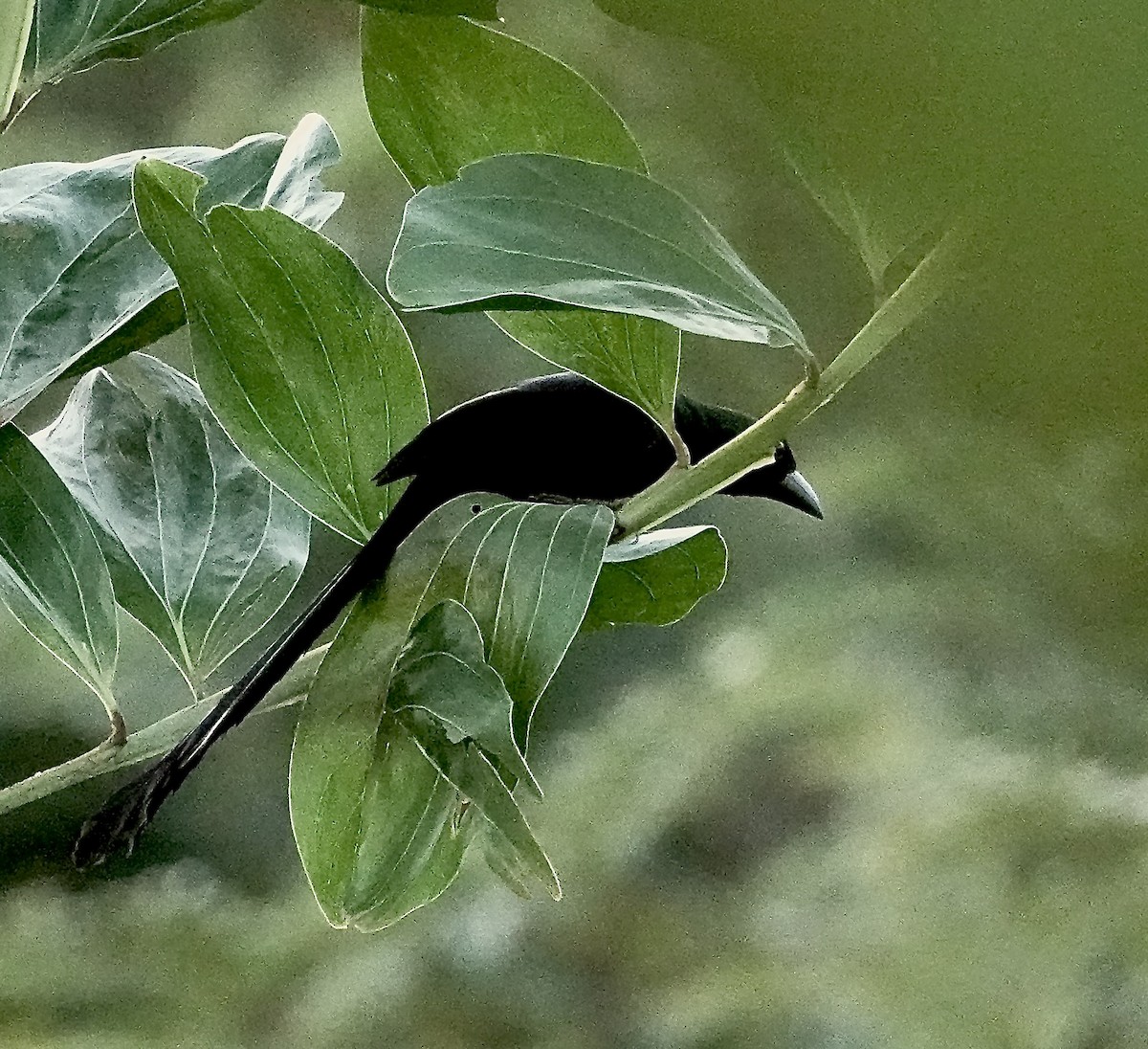 Témia bronzée - ML647258679