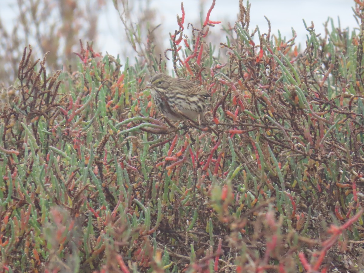 Bruant des prés (groupe guttatus) - ML647258680