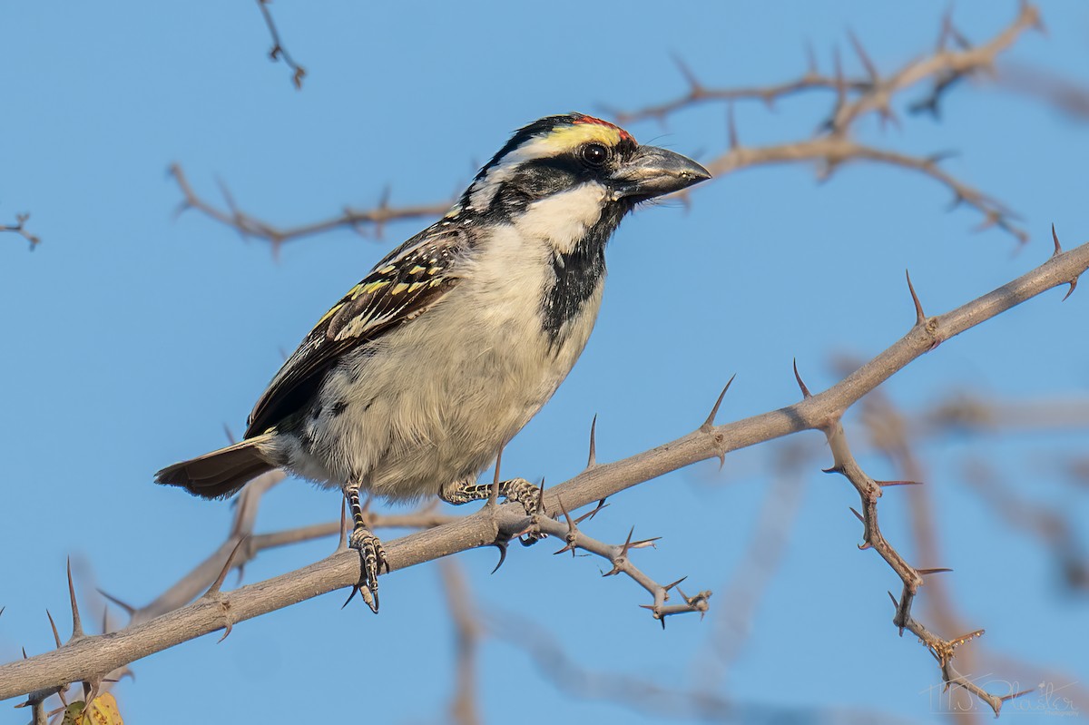 Barbican pie - ML647258683