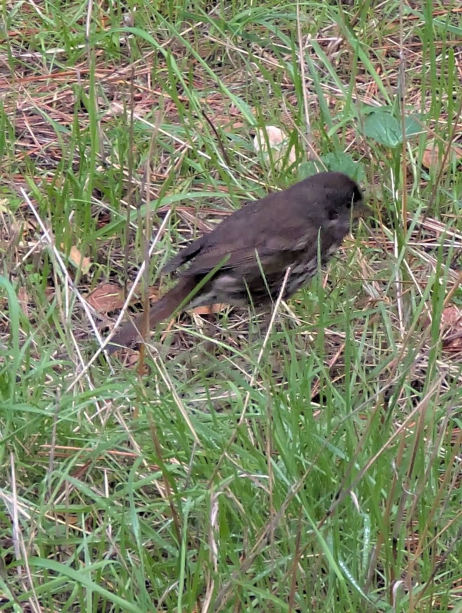 Bruant fauve - ML647258685