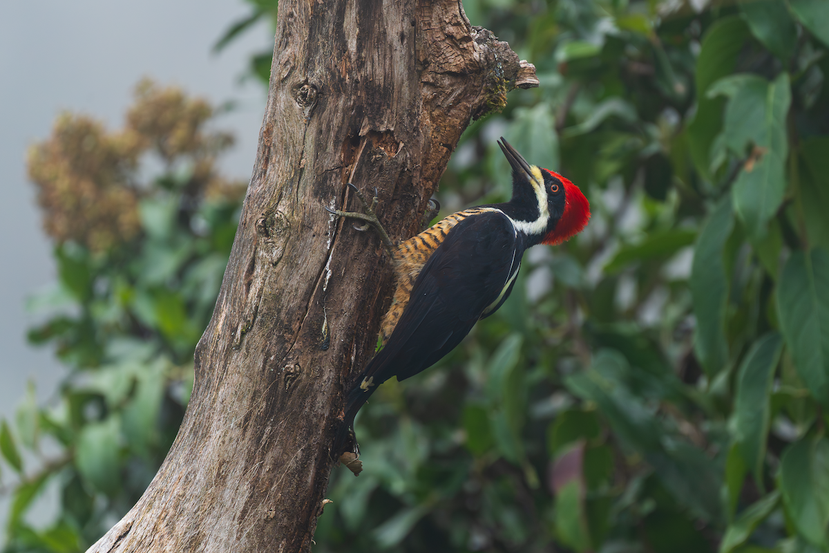 Рыжеполосый дятел - ML647258695