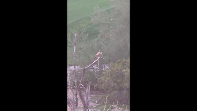 Say's Phoebe - ML647258697