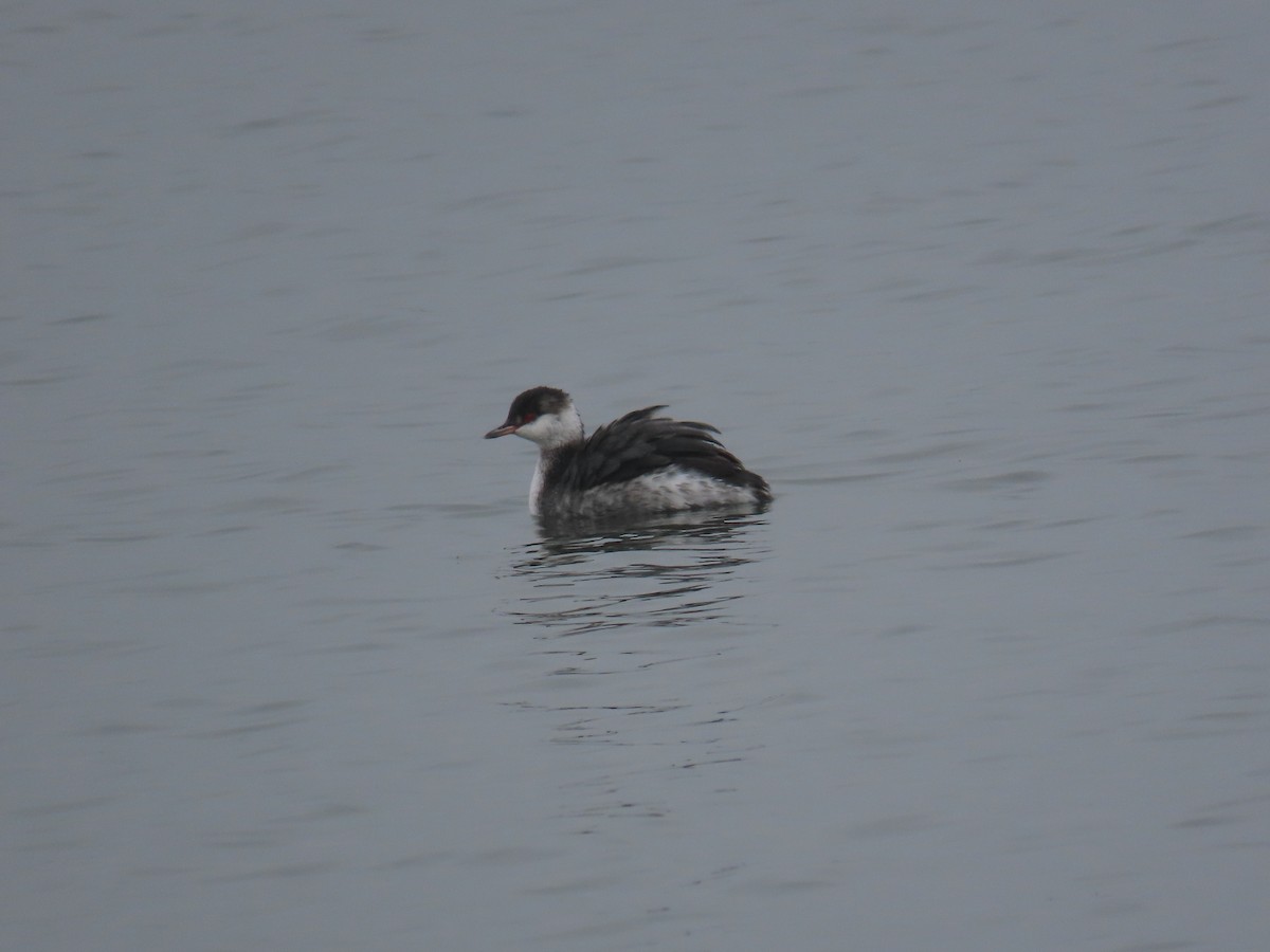 Txilinporta urrebelarria - ML647258704