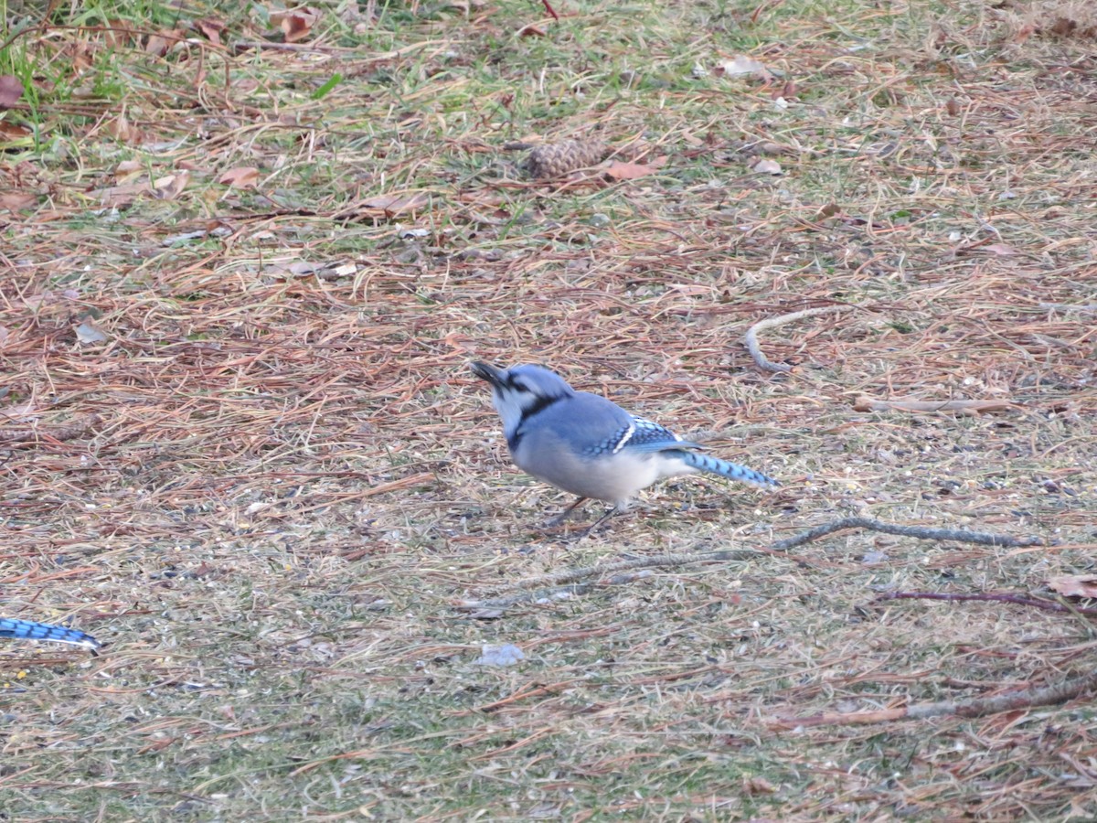 Сизойка блакитна - ML647258709