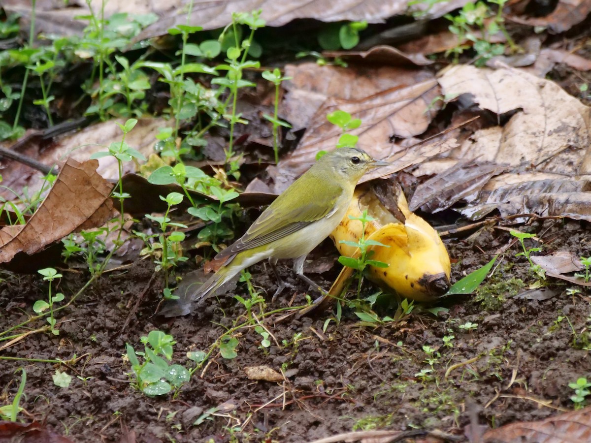 Червоїд світлобровий - ML647258710