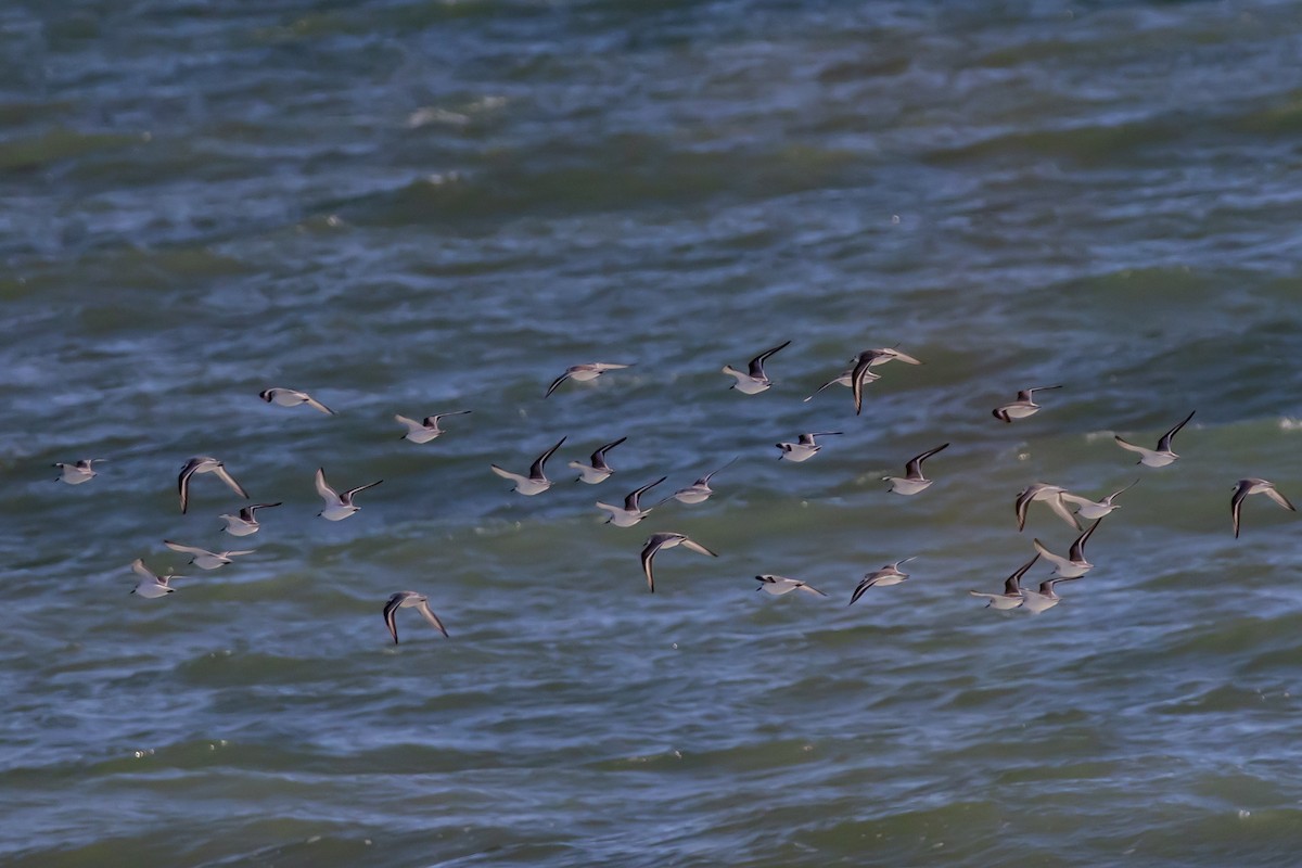 Sanderling - ML647258717