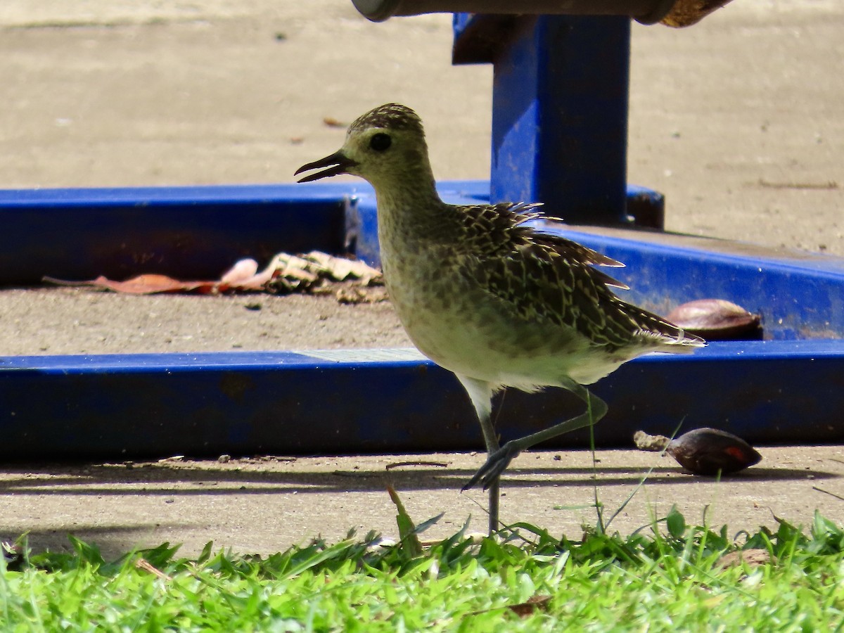 kulík pacifický - ML647258718