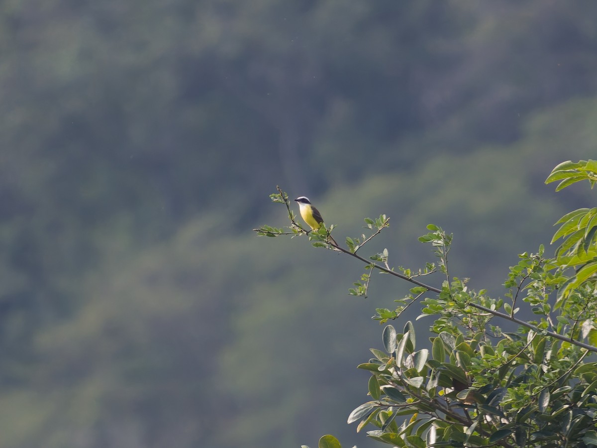 Tyran sociable - ML647258721