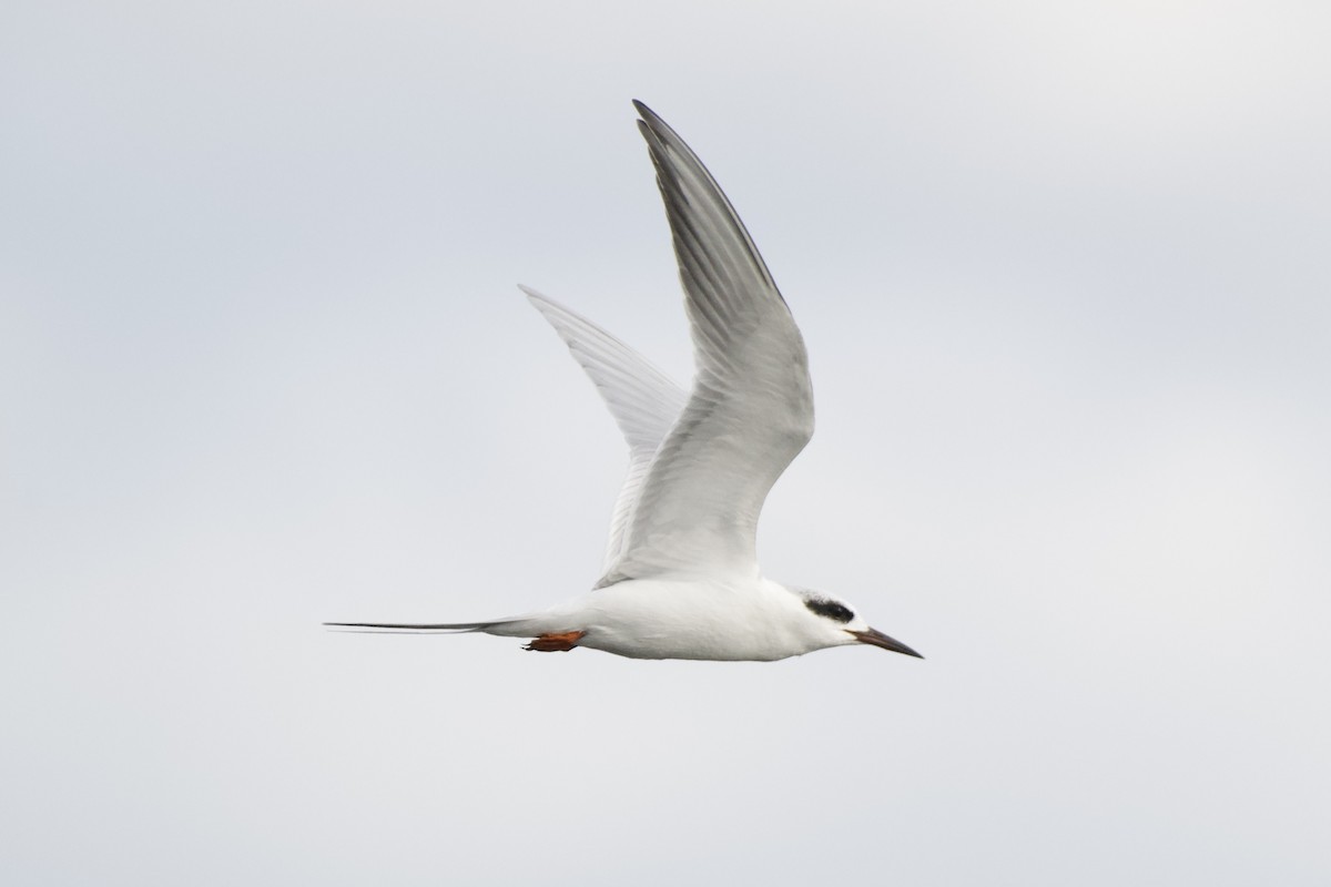 Forster's Tern - ML647258727
