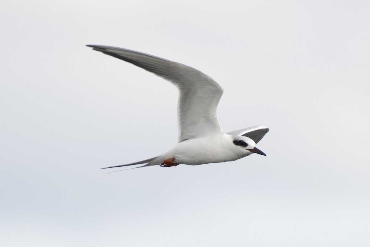 Forster's Tern - ML647258728