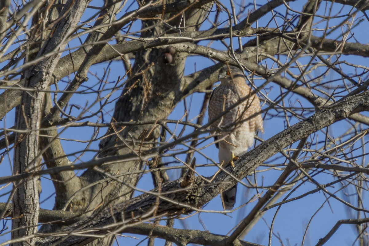 Cooper's Hawk - ML647258737