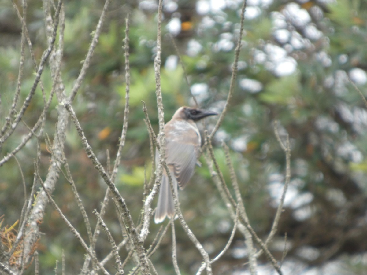 Медівник гологоловий - ML647258750