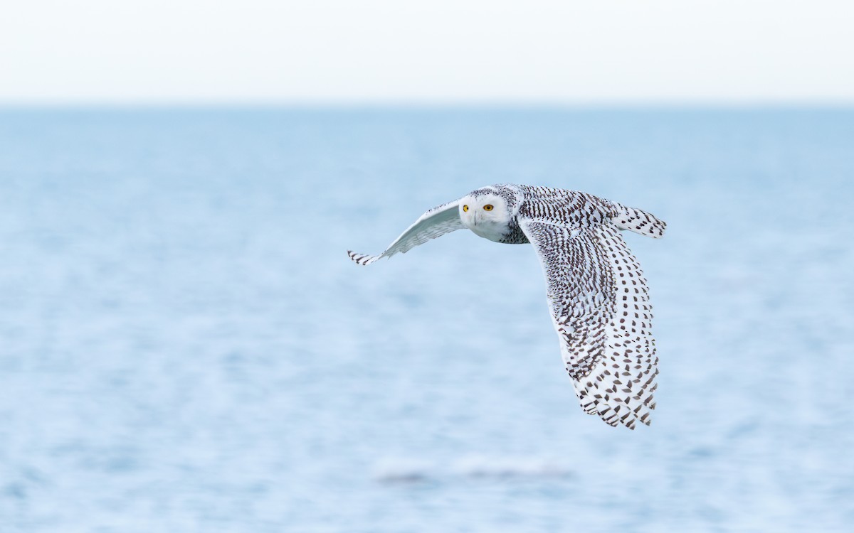 לילית שלג - ML647258782