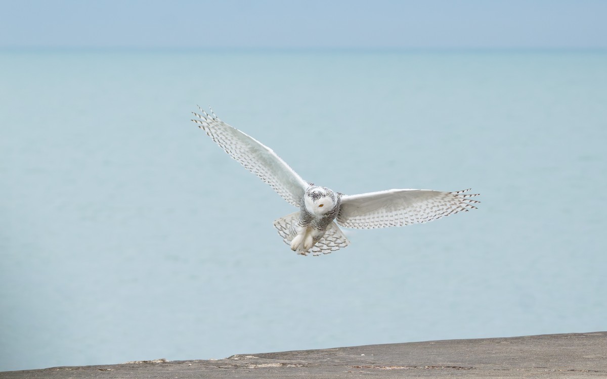 Сова біла - ML647258783