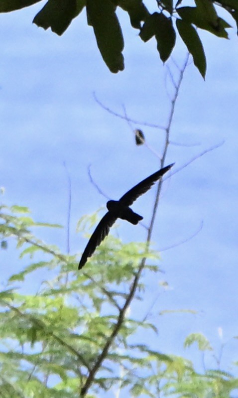 Саланґана різдвянська - ML647258786