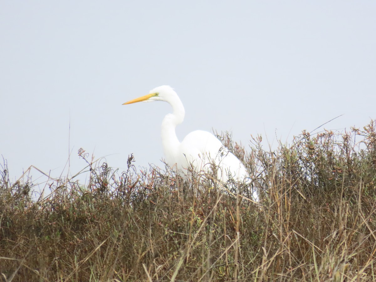 Чапля велика - ML647258787