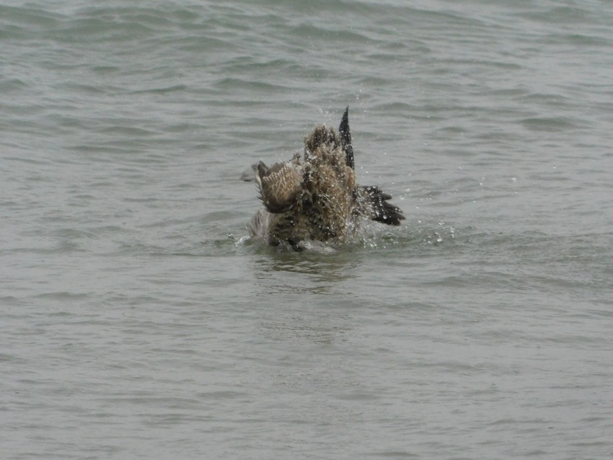 Мартин sp. - ML647258788