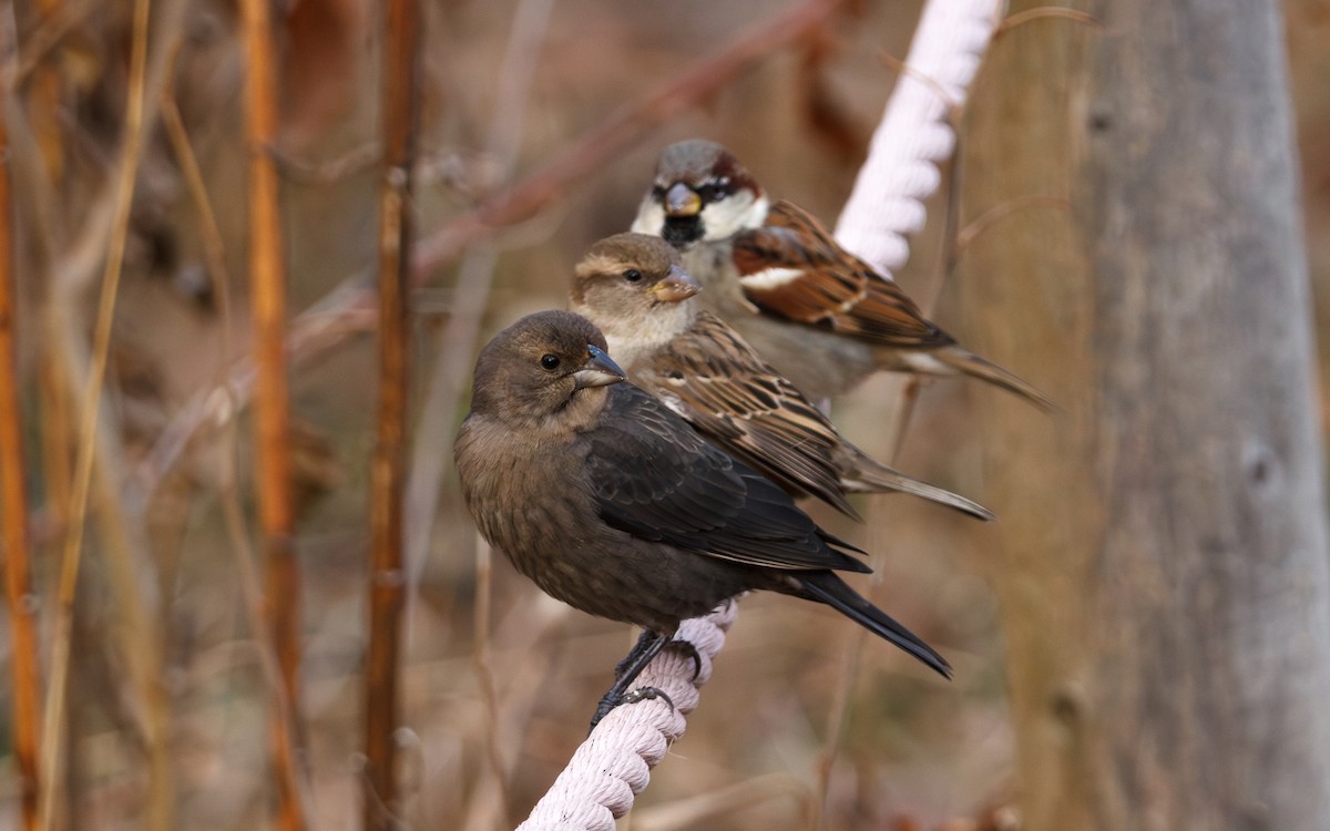 House Sparrow - ML647258789