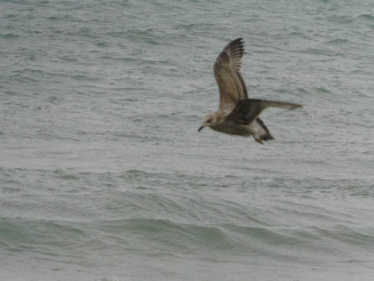 Мартин sp. - ML647258790