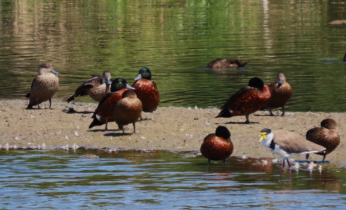 Чирянка австралійська - ML647258791