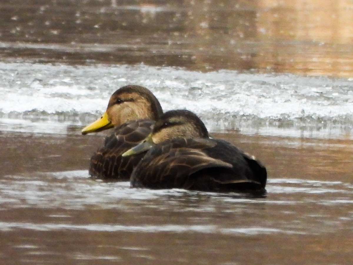 Крижень американський - ML647258792