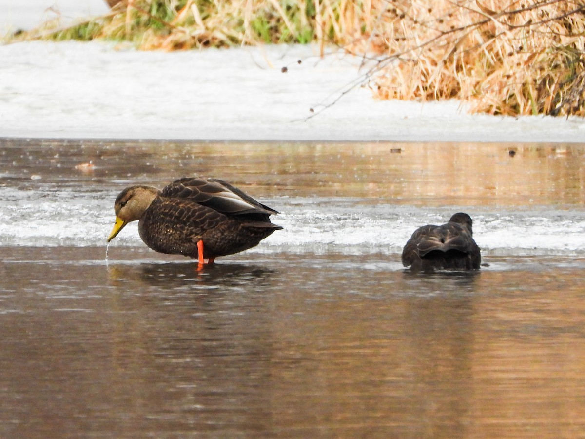 Крижень американський - ML647258793