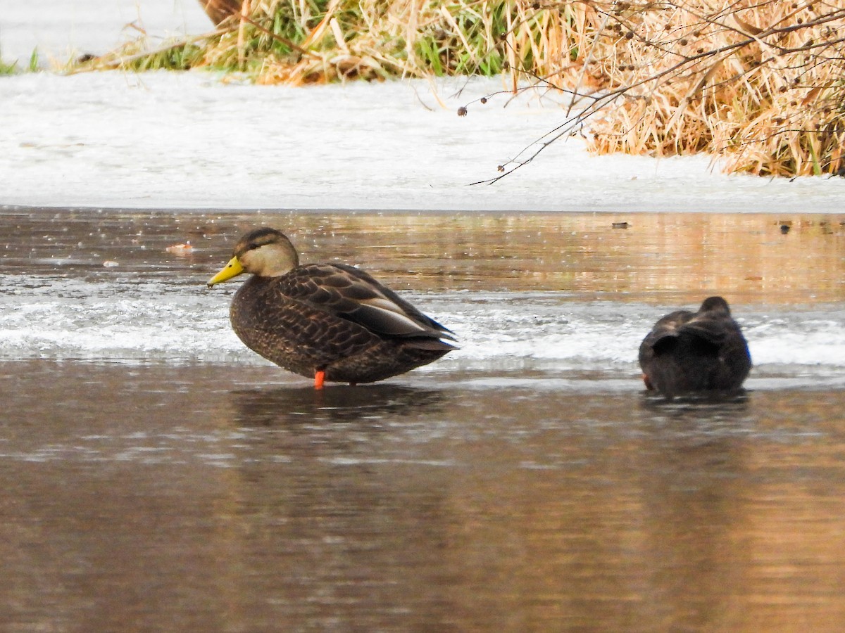 Крижень американський - ML647258794
