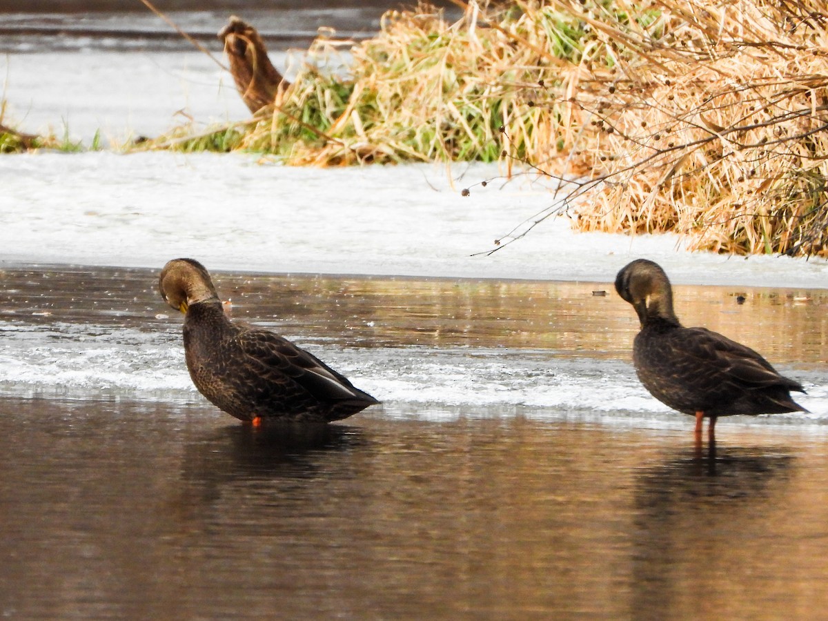 Крижень американський - ML647258795